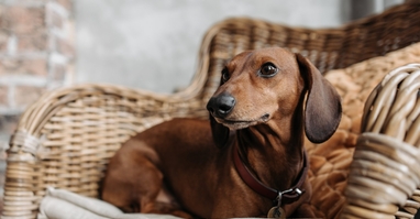 Jakou roli hrají zvířata v našich životech?