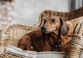 Může exekutor zabavit vašeho domácího mazlíčka?